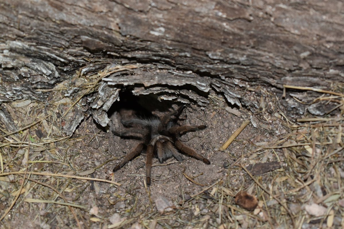MustelidMay's tweet photo. Desert blonde turantulas (flagged for those who do not wish to see large spiders)
I learned tonight that they can only dig burrows when they are younger & as they molt, lose the claws that allow them to dig. Please be kind to turantula burrows ♥
#ASMTUCSON #asmCritter https://t.co/94Db1mwOST