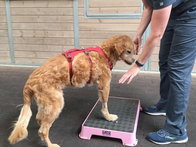 Tripawds's tweet photo. Do all Tripawds need rehab therapy? Well, we believe they do. Here’s why.
👇
#tripawd #tripawdscommunity #threeleggedpets #tripawdhealthtips
https://t.co/nuVNffUGrb https://t.co/pPScYInd55