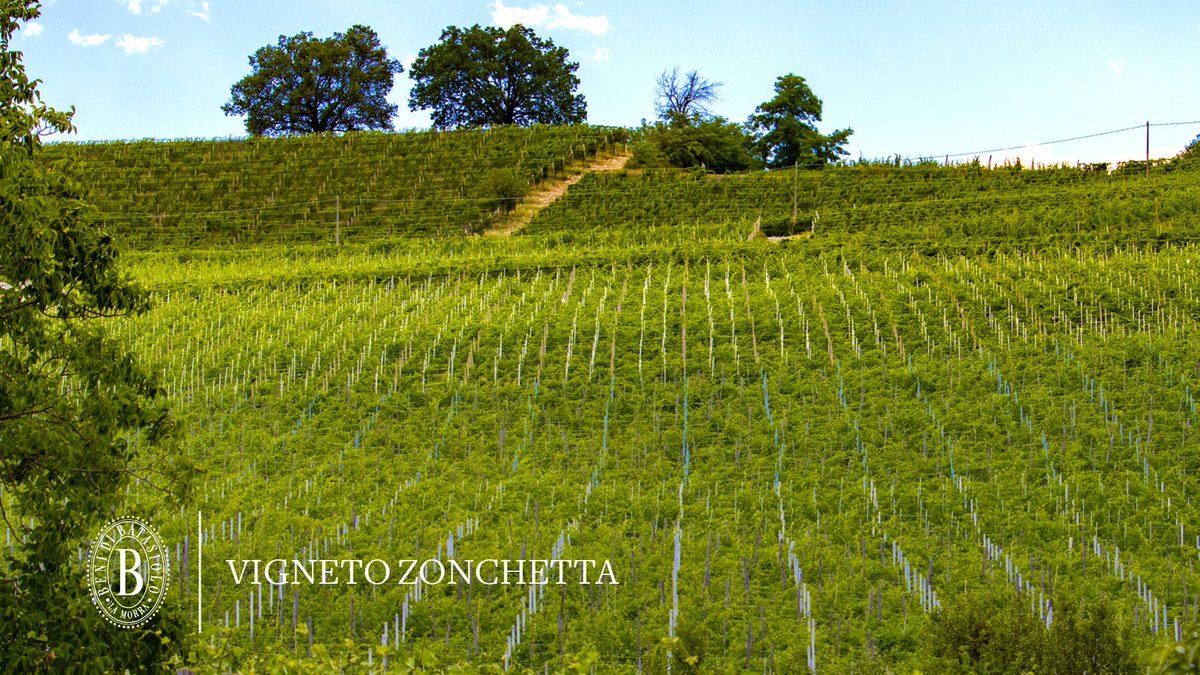 batasiolovini's tweet photo. Zonchetta, il vigneto che si adagia in un anfiteatro naturale nei comuni di Barolo e di La Morra. Esposto a Sud e Sud-Est garantisce vini particolarmente profumati. https://t.co/0Rq5VffYpI
