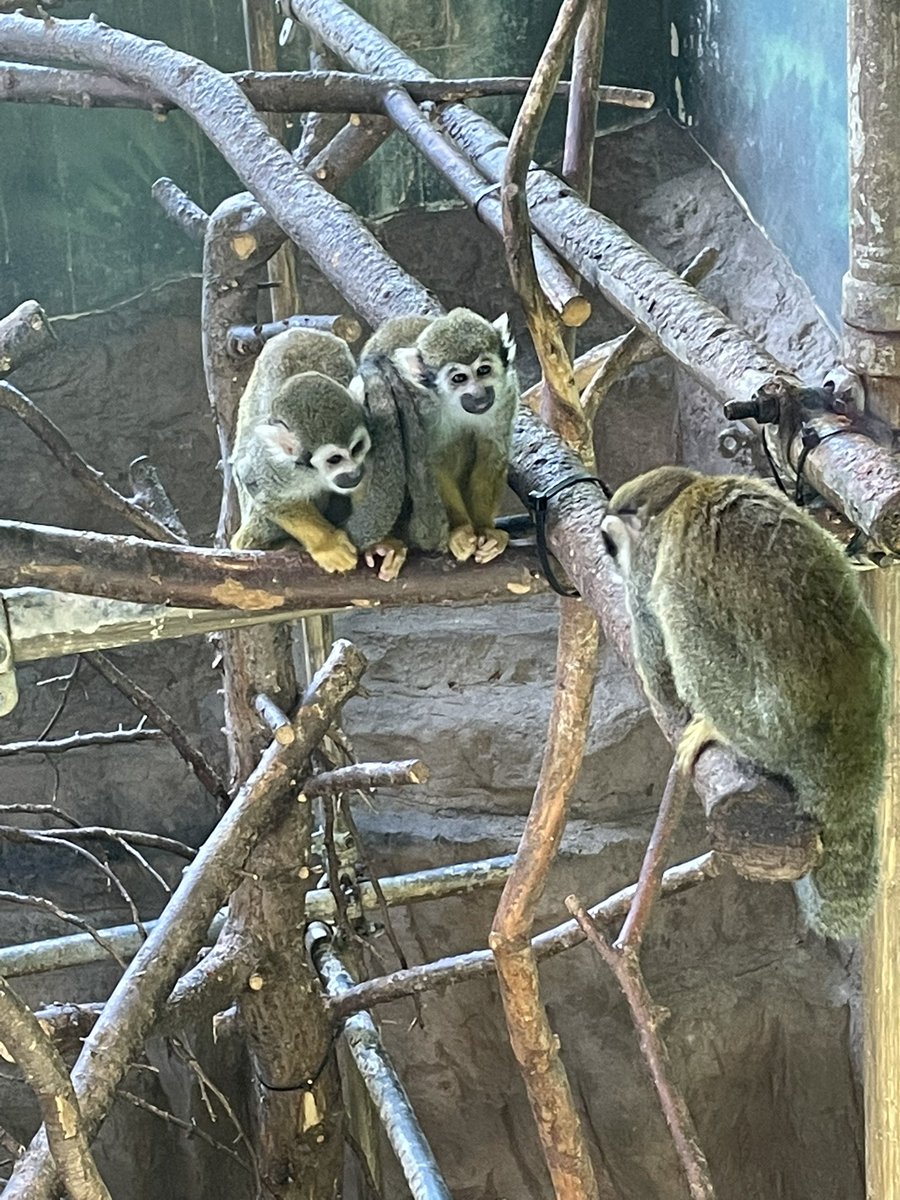MissFlippard_PE's tweet photo. What a great day at Edinburgh Zoo for #FHSRewardsDay ☀️🍦 

#weareFHS https://t.co/emgSwbypMq