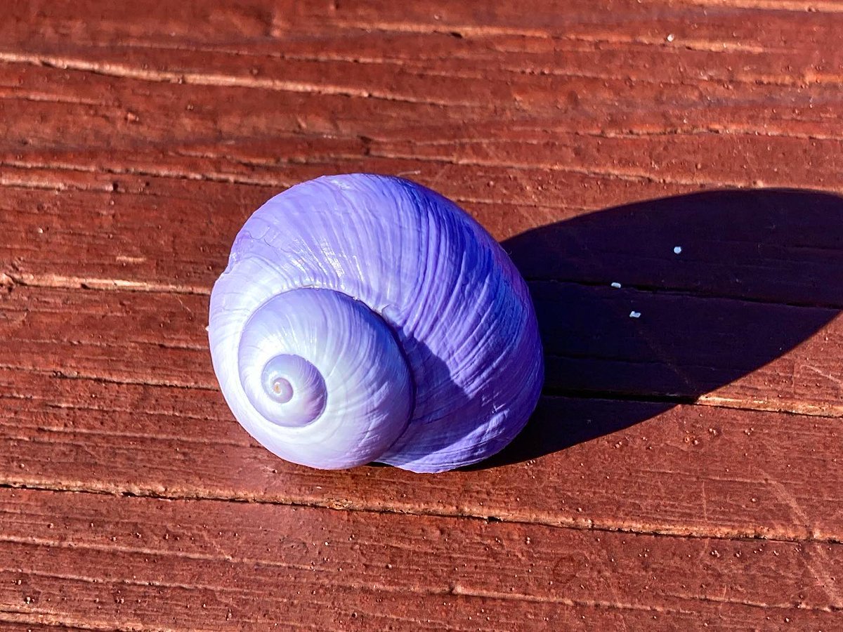kdelarue's tweet photo. This is a shell colour I don’t remember ever seeing before! #DynamiteBay #GreenHead #WA #Australia https://t.co/F4RmTTZxPx