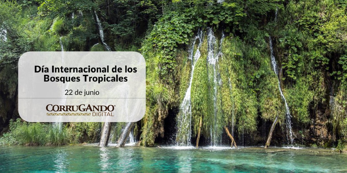 corrugando's tweet photo. El tema en 2022 del Día Internacional  de los Bosques Tropicales es “Bosques: consumo y producción sostenibles” y es un llamado a elegir madera sostenible para personas y planeta.

#DíaInternacionalDeLosBosquesTropicales
#CorrugandoDigital
#TodoSobreCartón
#SuCajaDeBuenasNoticias https://t.co/r4o57ryJmW