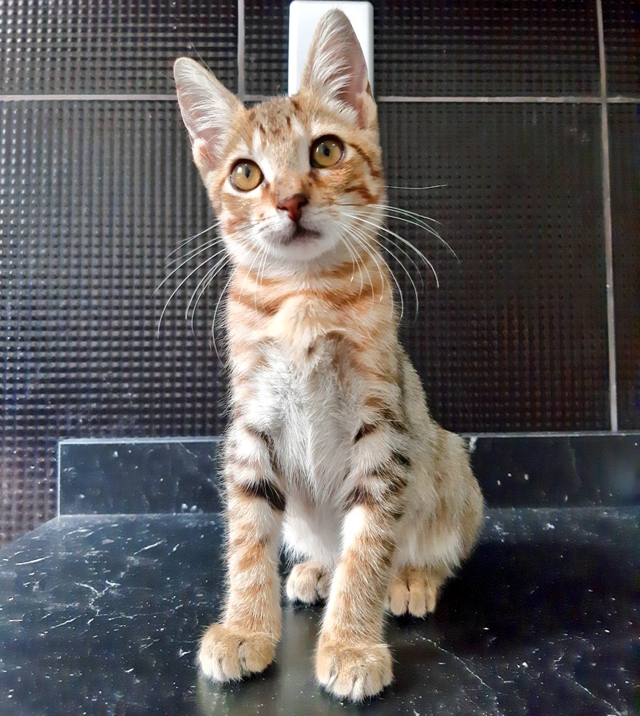 vicklangley's tweet photo. GATINHO PARA ADOÇÃO - RJ

Esse gatinho precisa de um lar urgente. Tem 2 meses, é muito dócil e brincalhão. Já usa caixinha de areia e sua castração está garantida. 

Se não puder adotar ajude compartilhando 💜

Contato 992408083 ou dm https://t.co/WrxdW30oGV
