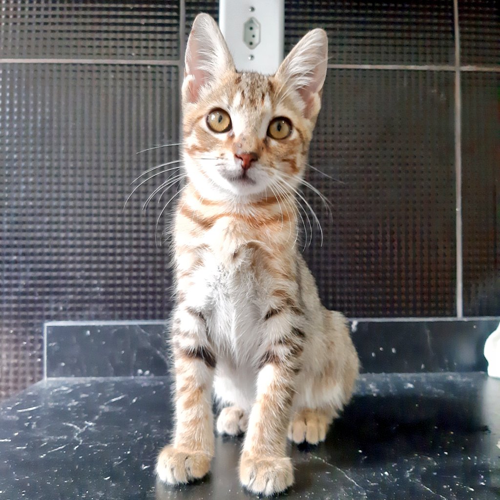 vicklangley's tweet photo. GATINHO PARA ADOÇÃO - RJ

Esse gatinho precisa de um lar urgente. Tem 2 meses, é muito dócil e brincalhão. Já usa caixinha de areia e sua castração está garantida. 

Se não puder adotar ajude compartilhando 💜

Contato 992408083 ou dm https://t.co/WrxdW30oGV