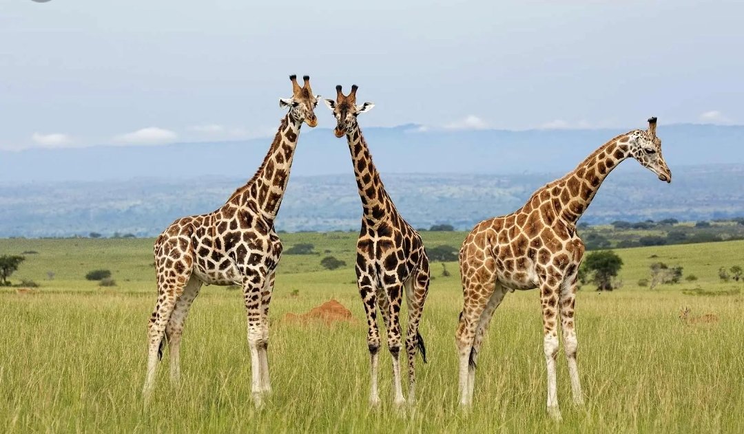 UgandaFactsZone's tweet photo. #FactsAboutUganda:- Today is 
#WorldGiraffeDay, when did you last physically meat this animal 🤔

#WorldGiraffeDay2022 
#KungaUganda #VisitUganda #ExploreUganda https://t.co/zKO6JPwZ3j