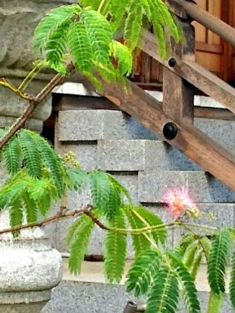 Lullaby2021's tweet photo. #ねむの木 #Sleepingtree
ねむの木の子守り歌
作詞:皇后 美智子殿下 作曲:山本 正美
ねんねの ねむの木 眠りの木
そっとゆすった その枝に
遠い昔の 夜(よ)の調べ
ねんねの ねむの木 子守歌
https://t.co/CTdYfgLTtC https://t.co/c8cIxMAVrG