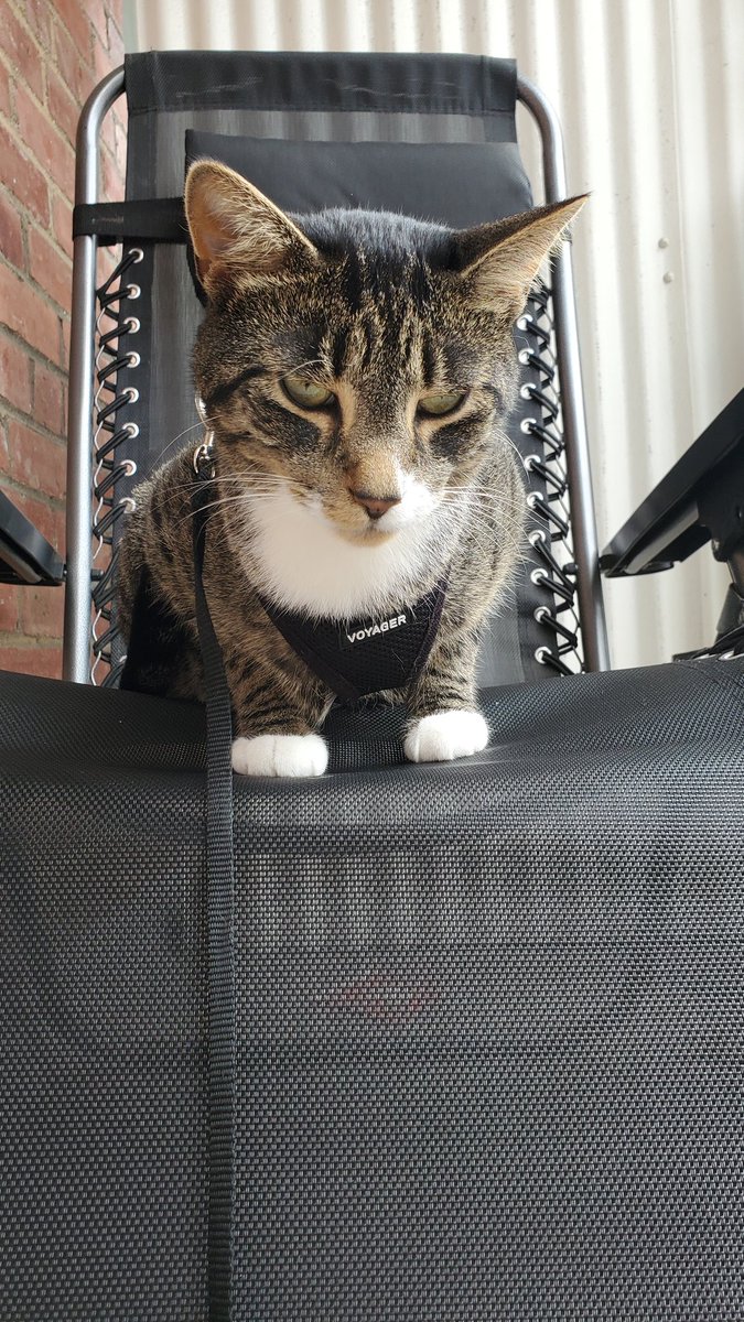 gameosicats's tweet photo. My throne 😸 https://t.co/A0xoWpJ9xB