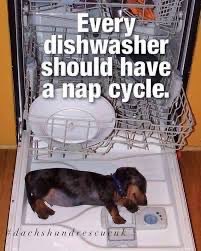 Weenie Dogs ❤️ (@weeniedogs4life) on Twitter photo 