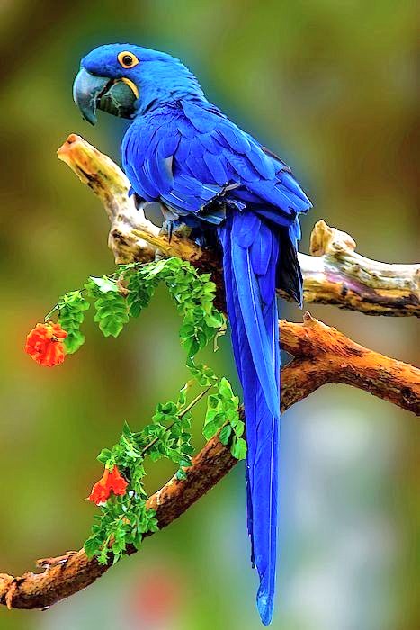 The beautiful Hyacinth Macaw. #hyacinthmacaw #parrotsoftwitter #BirdsPhotography 💙🦜🌎🌿🦋🪶