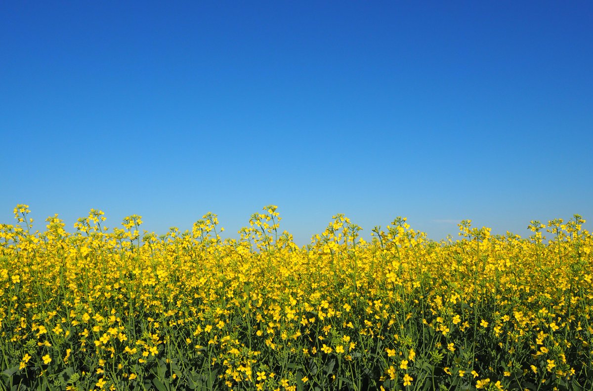 It's official!🎊 We’re partnering with <a href="/UofAALES/">Faculty of ALES, University of Alberta</a> to launch a $1.25M research project that will help tackle #clubroot resistance in #canola. Working with the ALES team will enable us to further our efforts to help advance #CdnAg, together. Learn more: agriculture.basf.ca/west/company/n…