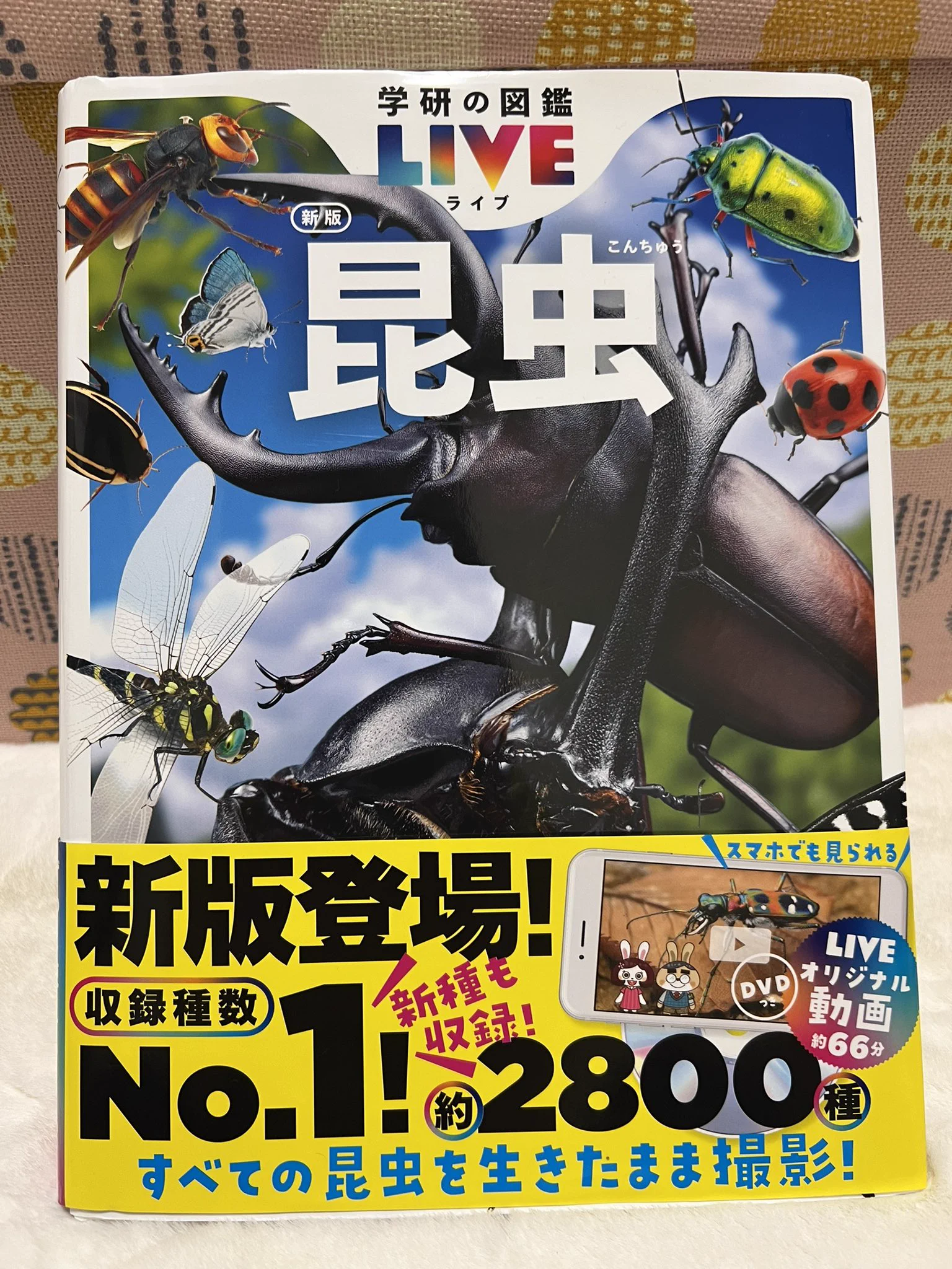 日本野虫の会 いきもにあ&昆虫大学 on X: 