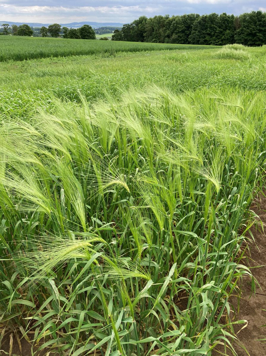 IntBarleyHub's tweet photo. Plots in Balruddery and Berryhill looking great ๐ Thanks to Chris for the pics! ๐ท #bere #recommendedlist #laureate #nitrogeninputs https://t.co/HPVcxDTXoK