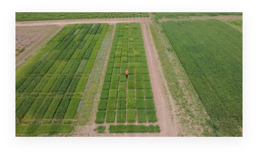 IntBarleyHub's tweet photo. Plots in Balruddery and Berryhill looking great ๐ Thanks to Chris for the pics! ๐ท #bere #recommendedlist #laureate #nitrogeninputs https://t.co/HPVcxDTXoK