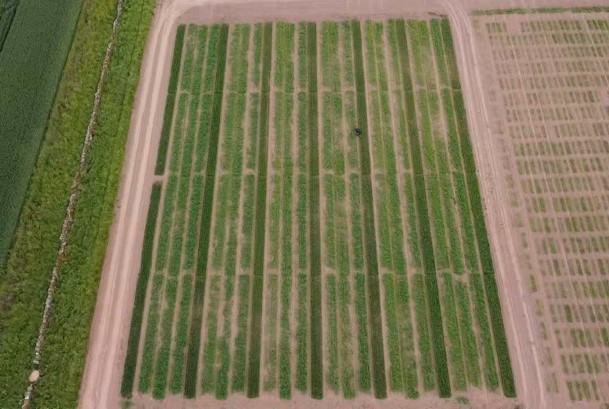 IntBarleyHub's tweet photo. Plots in Balruddery and Berryhill looking great ๐ Thanks to Chris for the pics! ๐ท #bere #recommendedlist #laureate #nitrogeninputs https://t.co/HPVcxDTXoK