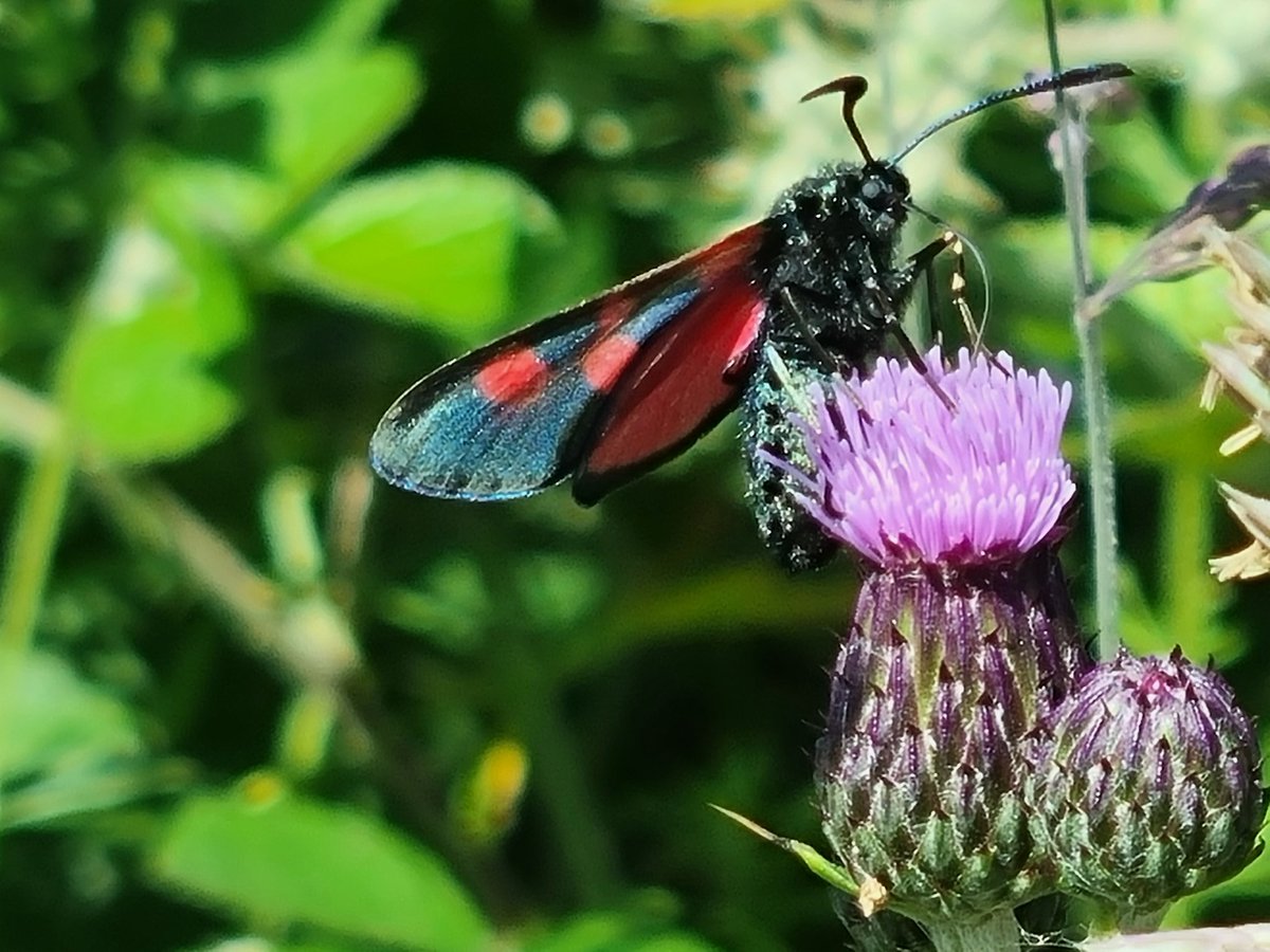 StormchaserAl's tweet photo. #broadbodiedchaser spotted over Leasowes Park. 
#insect #macro #nature #insects #naturephotography #macrophotography #insectphotography  #insectsofinstagram #wildlife #butterfly #naturelovers  #bugs #Cinnabarmoth #photooftheday #flowers  #wildlifephotography #butterflies #flower https://t.co/NJR5sQE39S