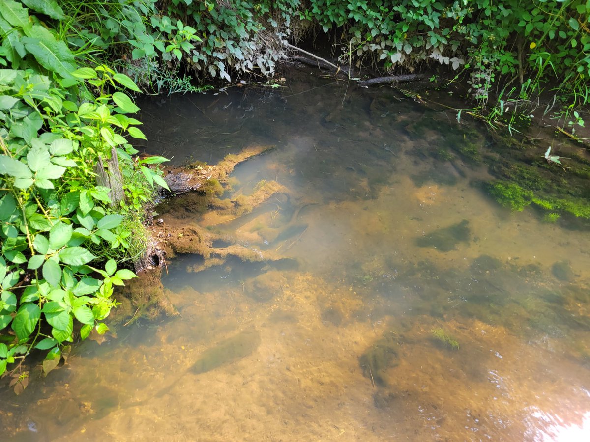 MattAshton81's tweet photo. It's a hot one doing #PITtag monitoring of #FreshwaterMussels https://t.co/pQQ8h02T20