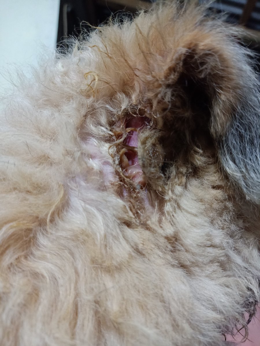 honeyboom_biot's tweet photo. ☀HELP SAVE SUMMER -a thread
TRIGGER WARNING: GRAPHIC CONTENT

Hello to all fur parents and animal lovers, I am Shanna Duarte and I would like to seek some help from your kind hearts to help me raise funds for Summer's veterinary bills.

retweets will also help us a lot 🧡 https://t.co/p6F2p9py5C