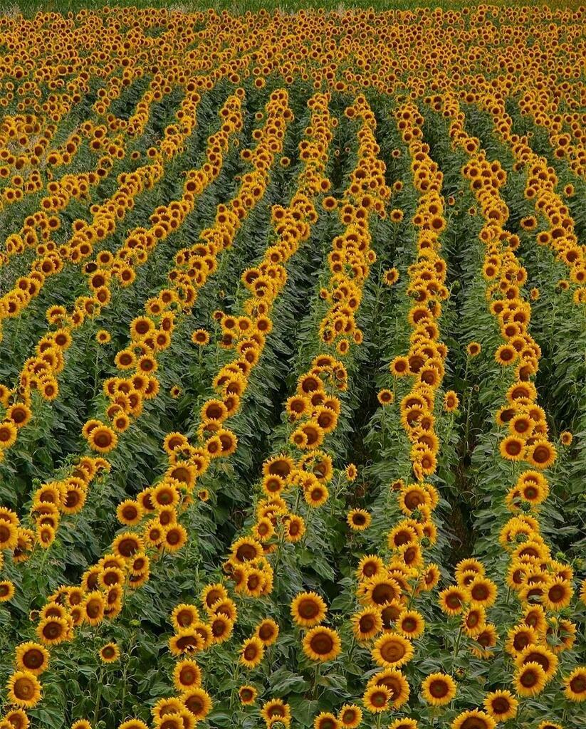 ig_piemonte's tweet photo. presenta

🌻 #Calliano
AUTORE: @danielataliano 

LOCAL MANAGER @ch.agall
ADMIN @berenguez
TAG #ig_langheroeromonferrato #langhe #roero #monferrato

MAIL piemonte@igworldclub.it
SOCIAL
• https://t.co/e3pQ6zcRUA
• Twitter @ig_piemonte

HUB @igworldclub
COUNTRY @ig_italia… https://t.co/Nf31RcwMaC