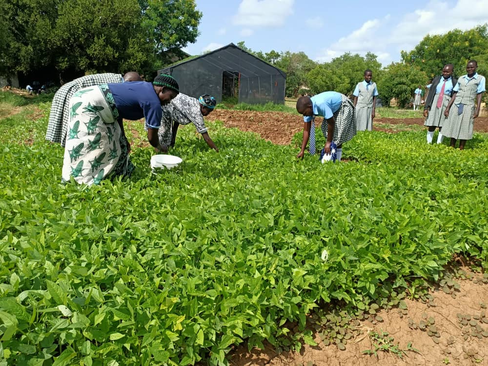 As <a href="/WFP_SouthSudan/">WFP South Sudan</a> gears towards Home Gardening School Feeding approach, <a href="/oprdsouthsudan/">0rganization For Peace Relief,andDevelopment(OPRD)</a> is already engaging schools in #KapoetaEast to establish kitchen gardens aimed at supplementing school feeding programme with diverse nutritional food sources.