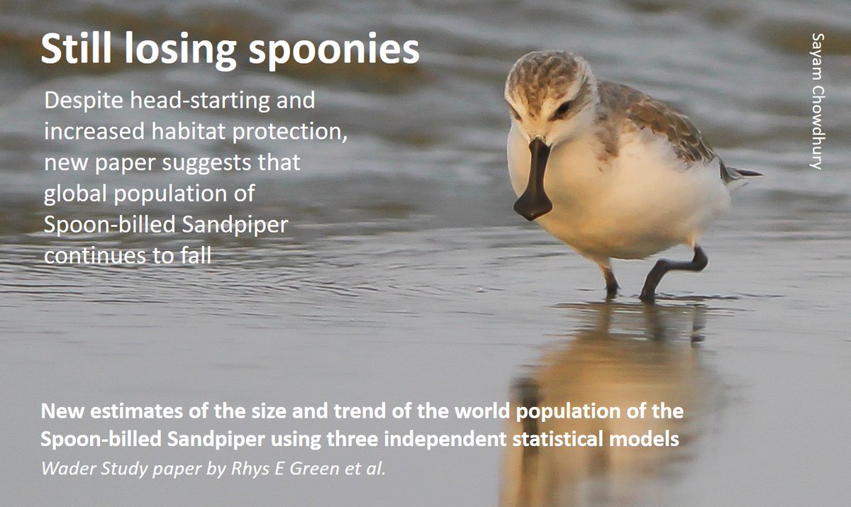 The top left graph, tweeted by @SayamChowdhury, shows a sudden (and worrying) drop in Spoon-billed Sandpiper numbers at a site in Bangladesh. Summary added to the #WaderTales blog: wadertales.wordpress.com/2020/10/22/spo… Paper: link.springer.com/article/10.100… #waders #shorebirds #ornithology