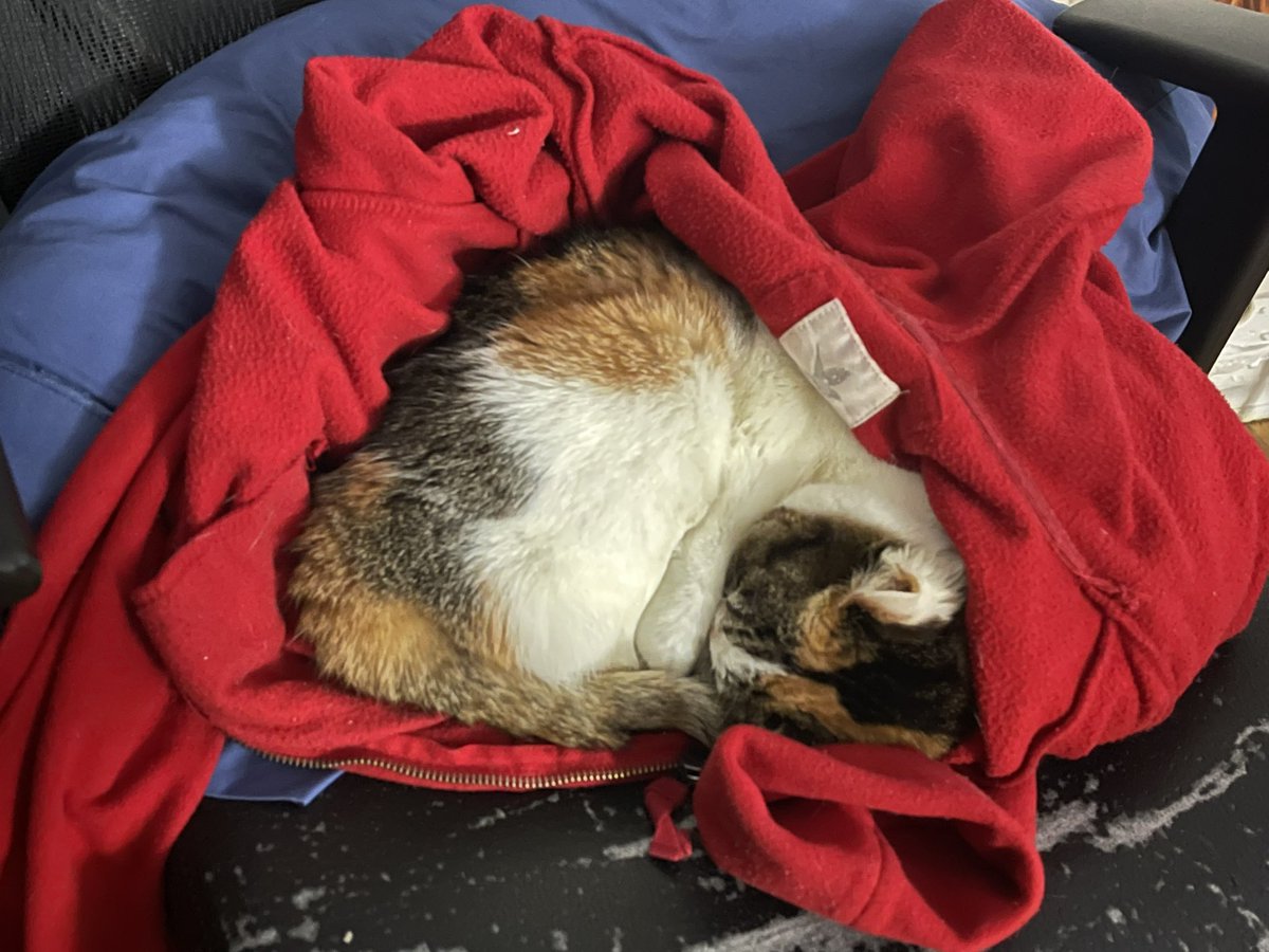 iamcaat1's tweet photo. I put mineselphf inn the swetter for nappe https://t.co/Fp6Z8pMZW1