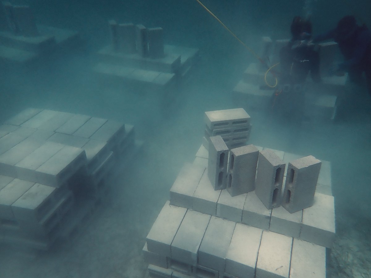 This field season, we built 27 artificial reefs in Little Abaco. Reefs are spaced apart (at 1,3,5m) to test the effects of top-down predation and bottom-up seagrass growth (via #fishpee) on community-level production 🐟🦀🌱