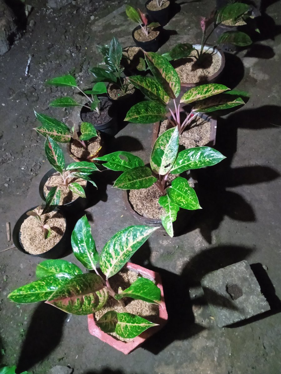Efraeko's tweet photo. Rutinitaas malam https://t.co/Fj3i7XACI7
