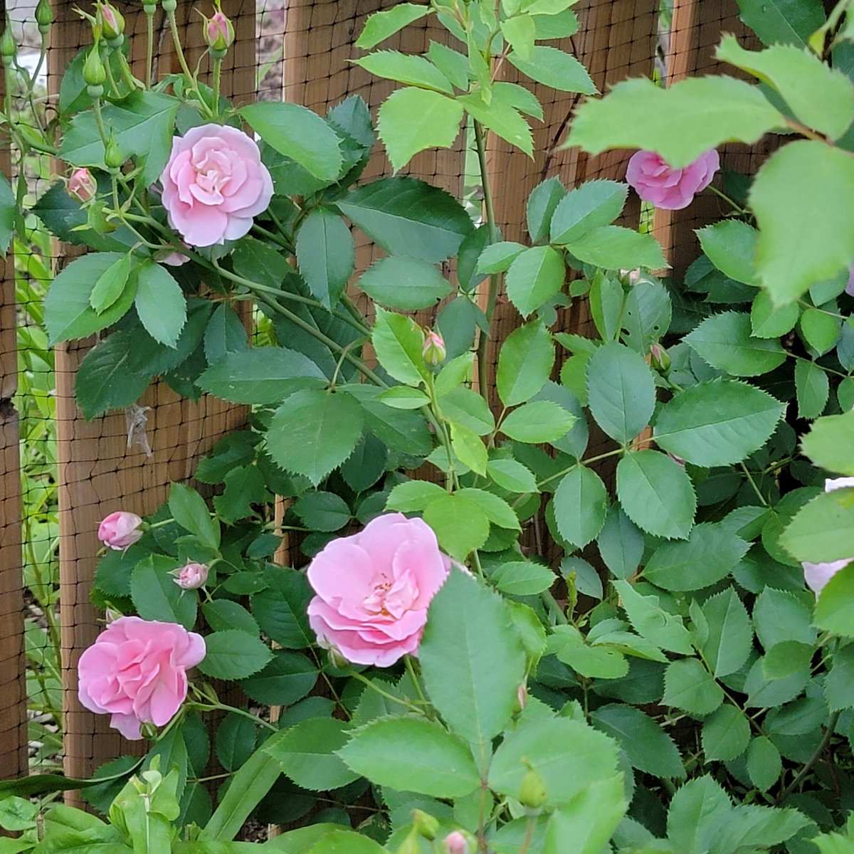 The roses are coming on. Mostly #hardy Canadian bred roses in my gardens. #RoseWednesday #Flowers #mygarden #gardening #Canadagardening