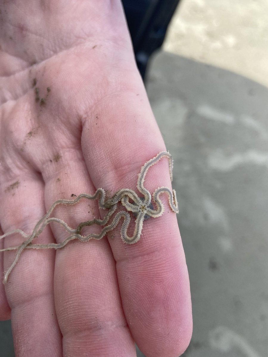 Sumrall_Lab's tweet image. More Eocene along the Brazos River (the brachiopod-shaped fossil is a clam) then to the coast to study the infaunal brittle star Microphiopholis atra. This ophiuroid has extremely long arms and a tiny disk