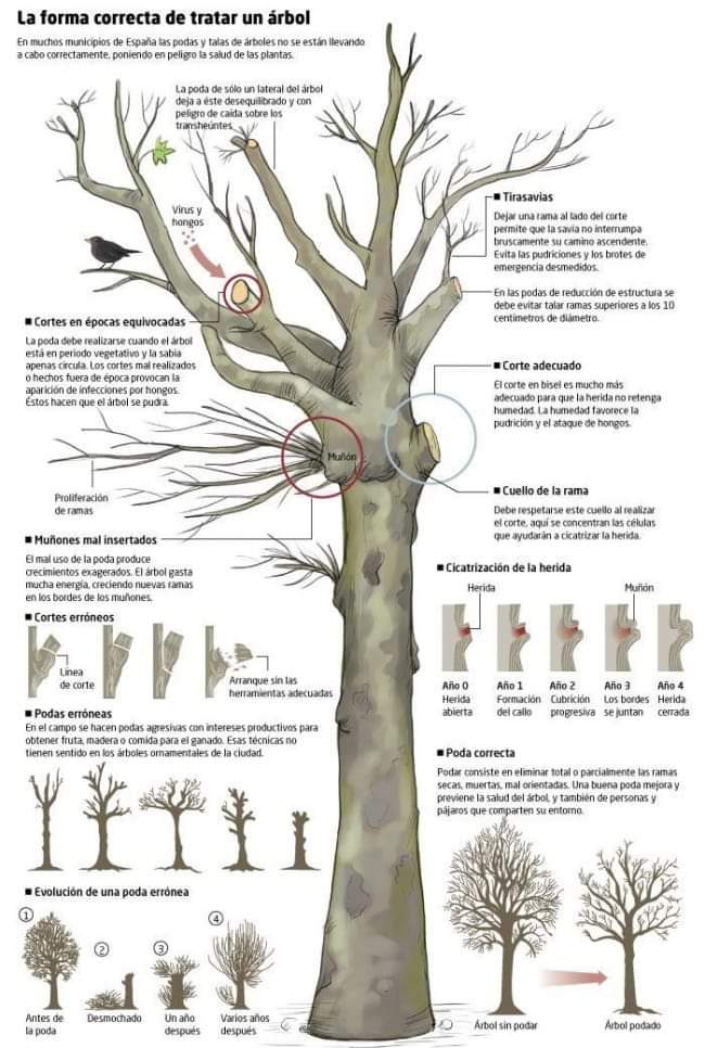 "Toda poda mal realizada es un acto traumatizante para el árbol, una brecha en su integridad, la puerta abierta a las enfermedades y un debilitamiento de sus sistema de defensa.