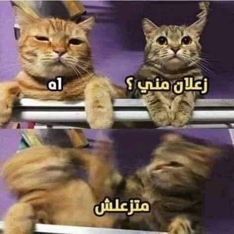 لما اجي اصالح حد بحبة