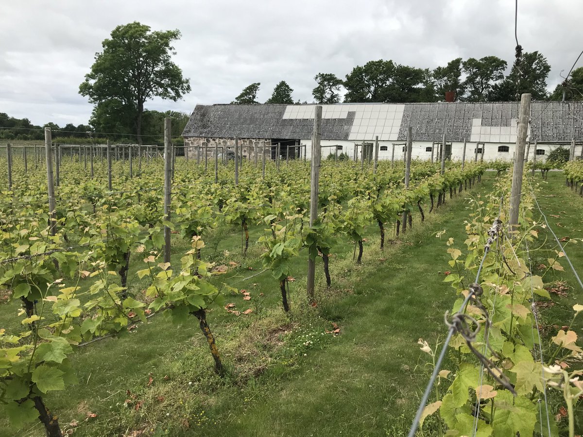 Department trip continue…#wineproduction #lottenlund #bjare #bt #slu