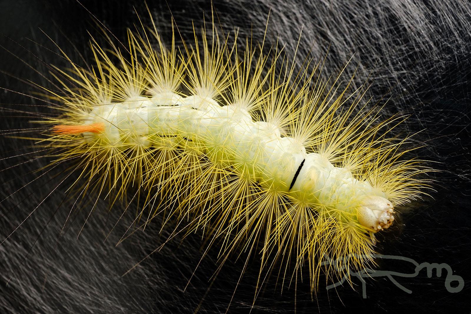 Mouuuusa リンゴドクガ雌が羽化しました 白に白で深度合成 卒蛹写真 T Co Nbgtohnnmz Twitter
