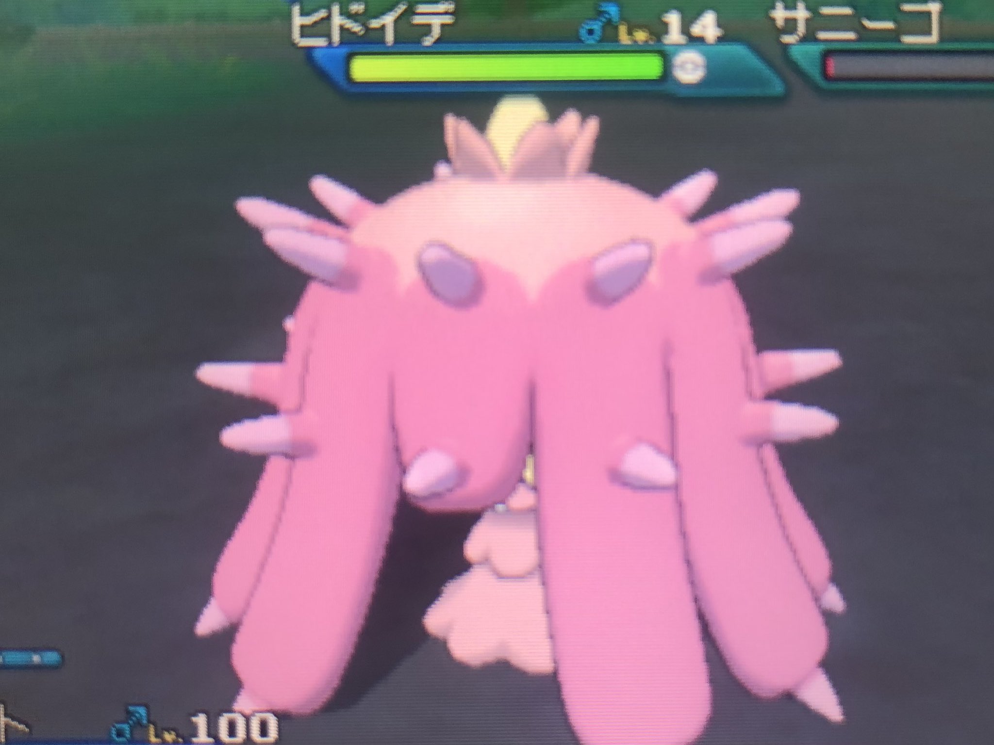 タスマニア 色厳選 Tasumania29 Twitter