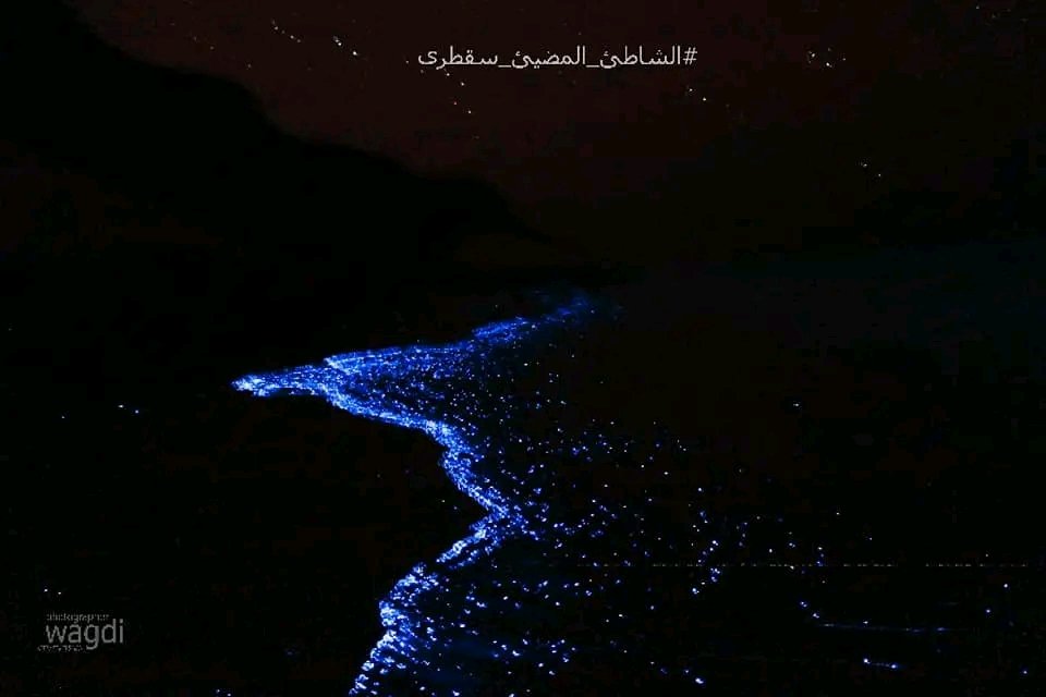 YemenPlaces_'s tweet photo. من عجائب سقطرى ❤ 

{ الشاطئ المضيئ ليلاً } ساحل عرهر 

تلمع بعض شواطئ جزيرة سقطرى وقت حلول الظلام بسبب تزايد الأعشاب البحرية أو العوالق النباتية على هذه الشواطئ.
العوالق النباتية، والميكروبات البحرية لديها تركيبة بيولوجية تسبب توهجا وإضاءة طبيعية هي الأكثر رومنسية في العالم. https://t.co/gg85J61ZJd