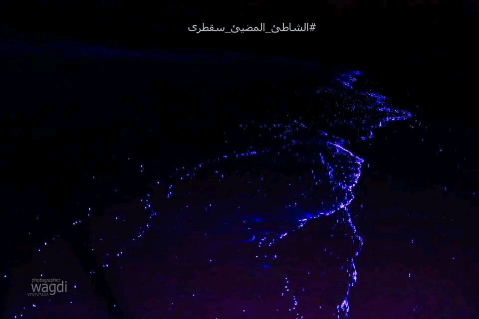 YemenPlaces_'s tweet photo. من عجائب سقطرى ❤ 

{ الشاطئ المضيئ ليلاً } ساحل عرهر 

تلمع بعض شواطئ جزيرة سقطرى وقت حلول الظلام بسبب تزايد الأعشاب البحرية أو العوالق النباتية على هذه الشواطئ.
العوالق النباتية، والميكروبات البحرية لديها تركيبة بيولوجية تسبب توهجا وإضاءة طبيعية هي الأكثر رومنسية في العالم. https://t.co/gg85J61ZJd