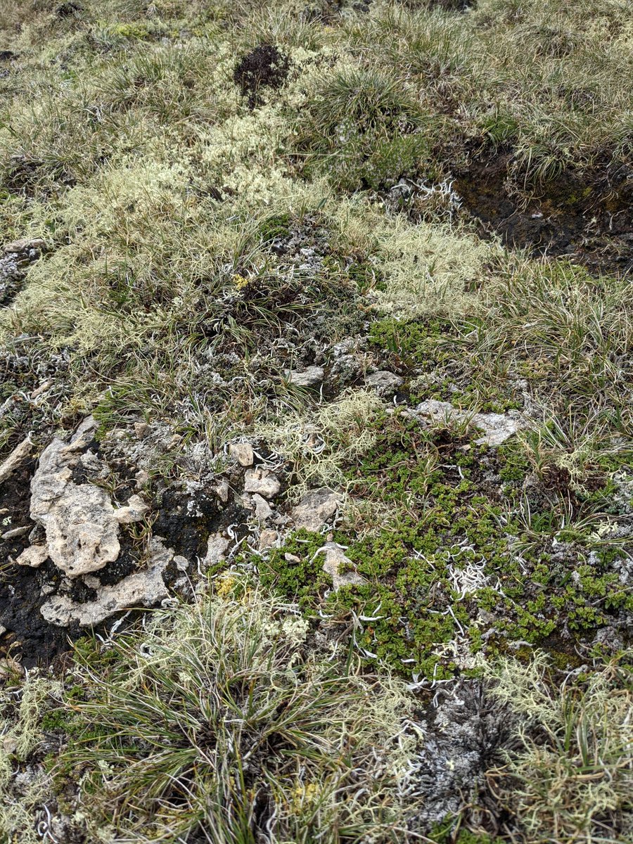 adam_t_clark's tweet photo. Today was biocrust day on the Großglockner! Some very neat mosses, lichens, and cyanobacteria, introduced to us by Prof. Bettina Weber. A few vascular plants made it into the running too though - including (maybe) pre-bloom Edelweiß (or potentially Arabis or Antennaria...). https://t.co/FJrgBAPDKj