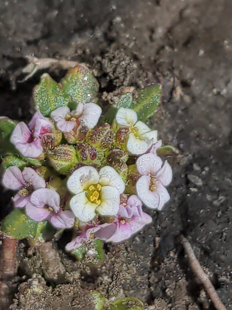 adam_t_clark's tweet photo. Today was biocrust day on the Großglockner! Some very neat mosses, lichens, and cyanobacteria, introduced to us by Prof. Bettina Weber. A few vascular plants made it into the running too though - including (maybe) pre-bloom Edelweiß (or potentially Arabis or Antennaria...). https://t.co/FJrgBAPDKj