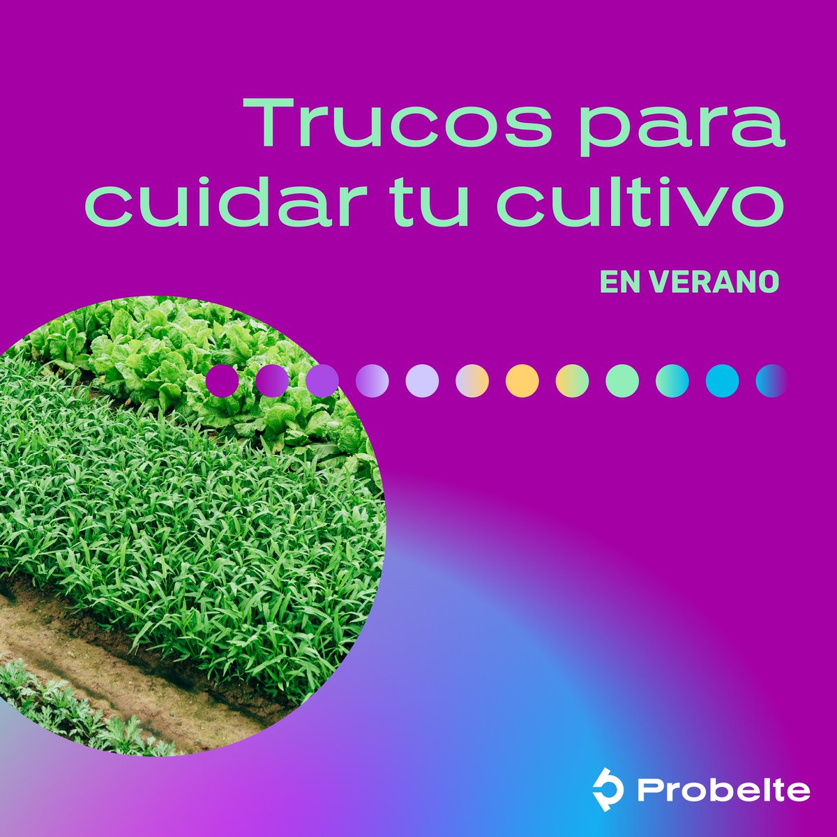 Probelte tweet media