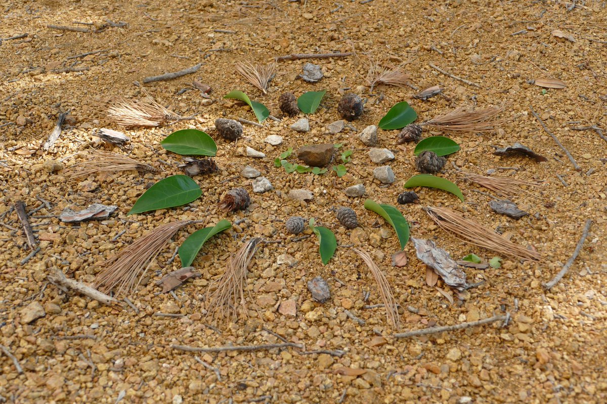 Region10ESC's tweet photo. We are off and running for the @R10finearts #FASummit22! Check out how some of our attendees started their day off making Nature Mandalas! Mandalas are circles that have radial symmetry from the center out. https://t.co/gN1YRXGUXo