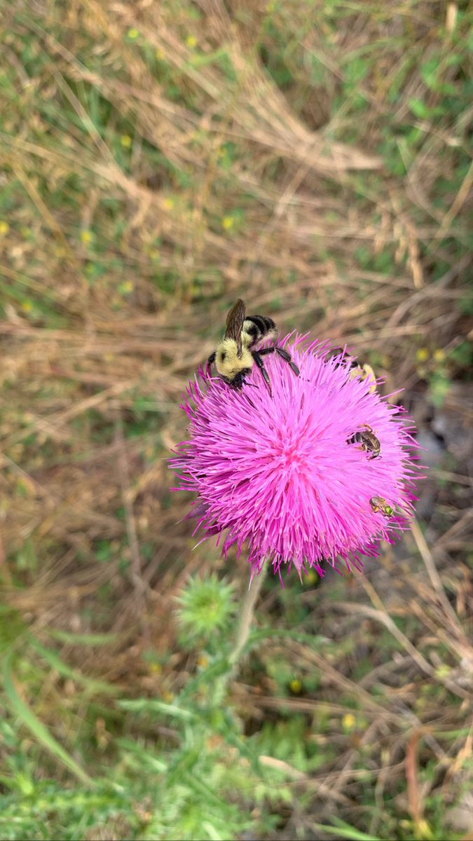 Happy #PollinatorWeek ! Three bee species on one flower found during this mornings fieldwork at Antietam National Battlefield 🥰