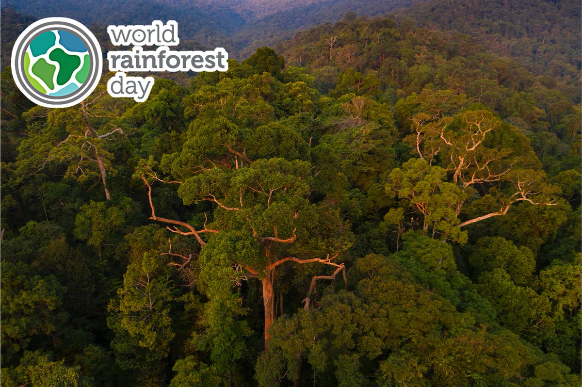 Happy #WorldRainforestDay2022! This year’s theme is #TheTimeIsNow.

Did you know, although #rainforests only cover about 2% of the Earth’s surface area, they harbor 50% of all terrestrial biodiversity?

What do you love about rainforests?