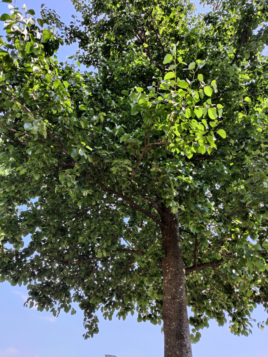 #MoreTreesPlease resting in the shade. Thank you tree