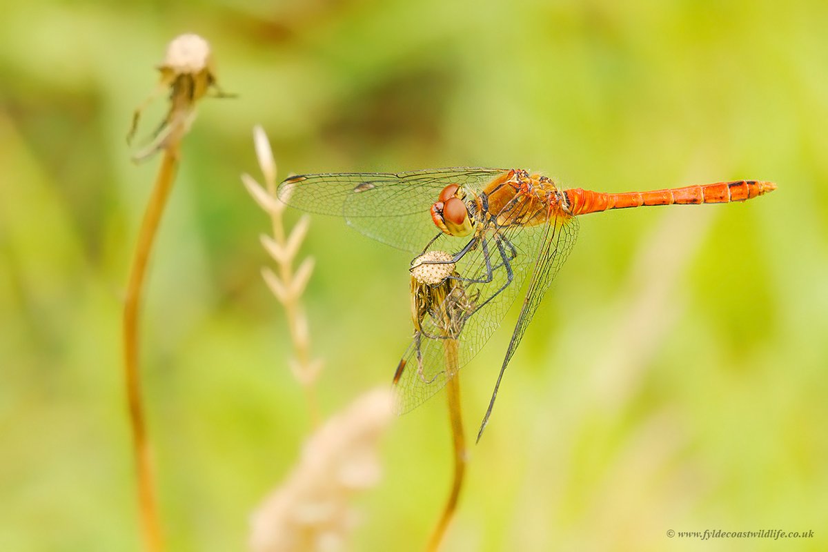 Ruddy Darter (Sympetrum sanguineum) photographed earlier today in the meadow #Vendee