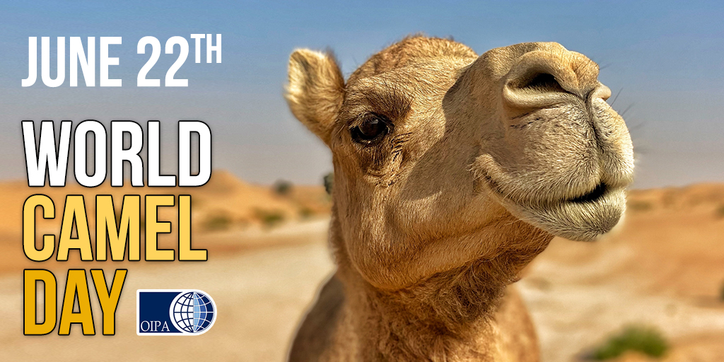 🐫Camel is considered the “animal of the future”, able to survive drinking only little water & stand extremely high temp. Unfortunately, still exploited in large desert areas of Africa, Middle East, Asia, breed for milk & meat or used as mean of transport #WorldCamelDay