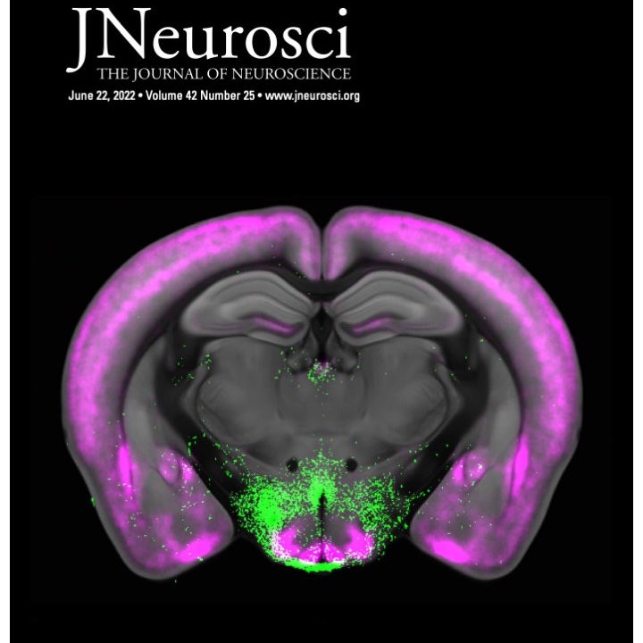 This week in JNeurosci, once again neuropeptides (this time, oxytocin in green) and their receptors (magenta) just can't coordinate where to meet in the brain. Volume transmission? Also, human motor cortex replays motor patterns in sleep, and much more jneurosci.org/content/42/25