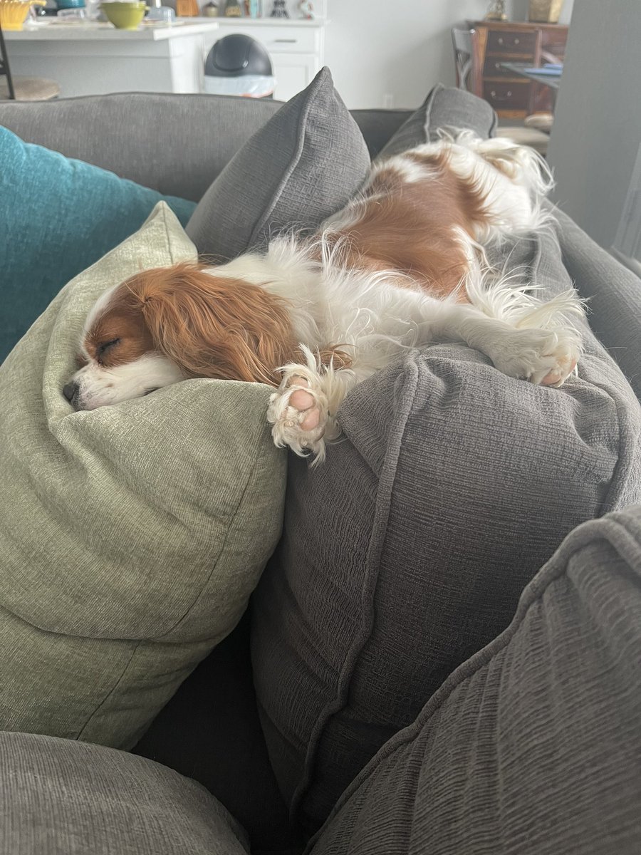 CRudzinskas's tweet photo. 🤷 🐾 #cavpack #dogsoftwitter #HowIsThatComfy https://t.co/CLt9gugGtK