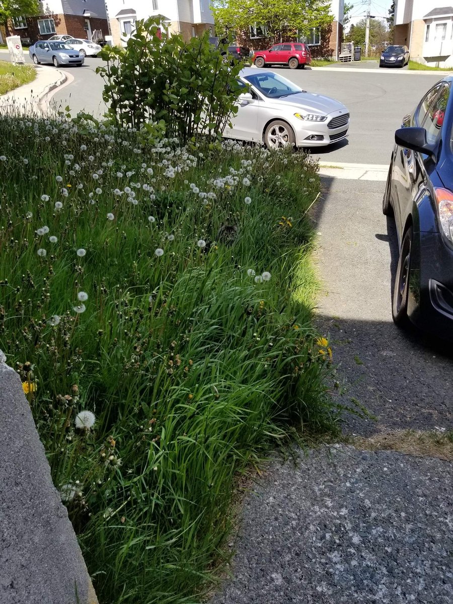 There is no cat in this image (@thereisnocat_) on Twitter photo 