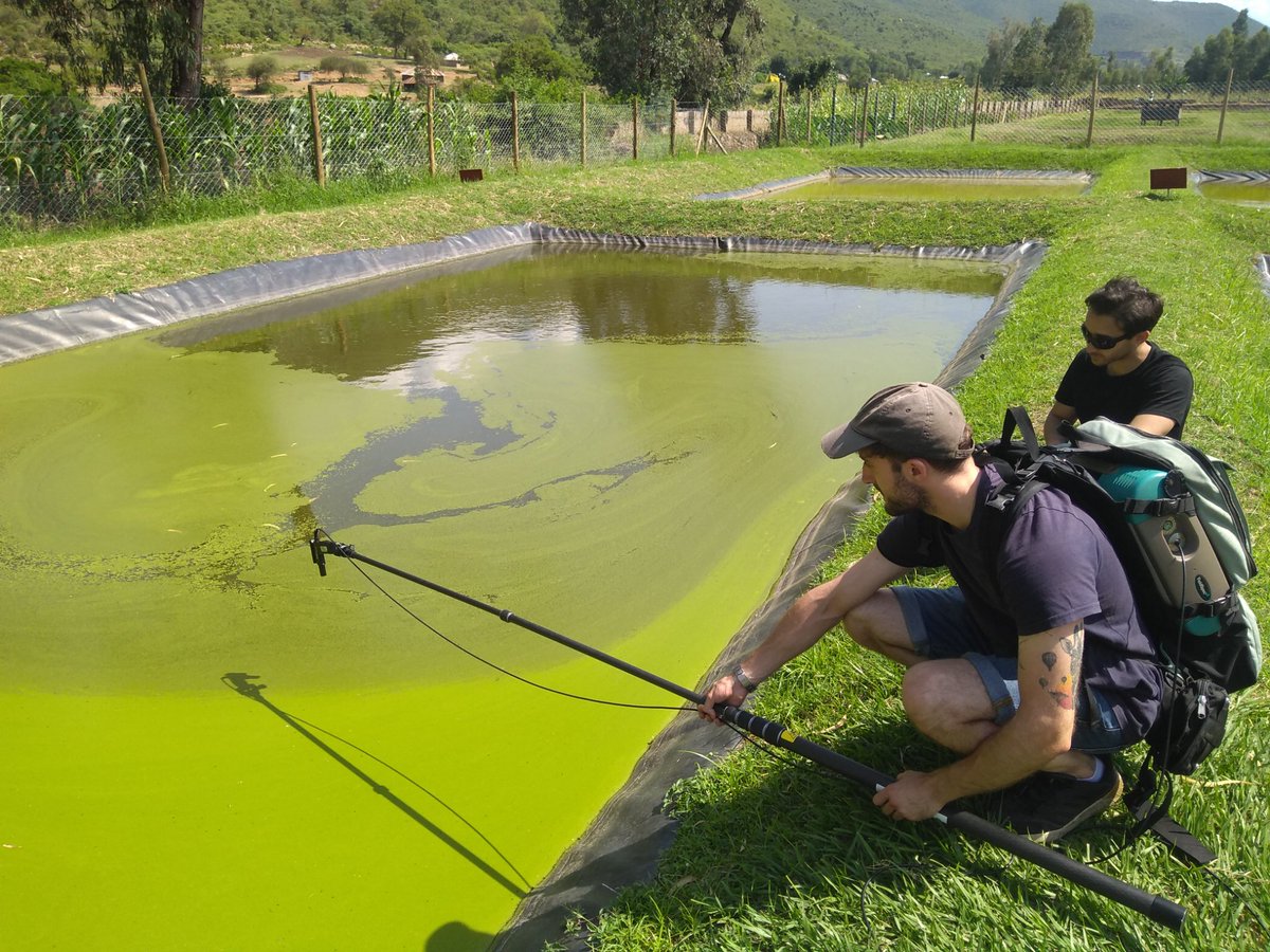 Great day in the field collecting macrophyte and algae reflectances for ground truthing #EO data with @AidanByrneSci and @DavideLomeo in Kisumu, Kenya.