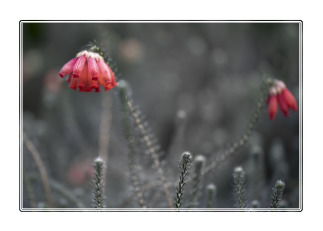 photos_dsmith's tweet photo. Little #lanterns allow #insects to #pollenate from underneath the #flower, the #vibrant #red of the #petals #contract the more #grey-green of the #plant. #flowerphotography #macro #macrophotography #photography #gardenphotography. For more images like this follow @photos_dsmith. https://t.co/N30InazeoV